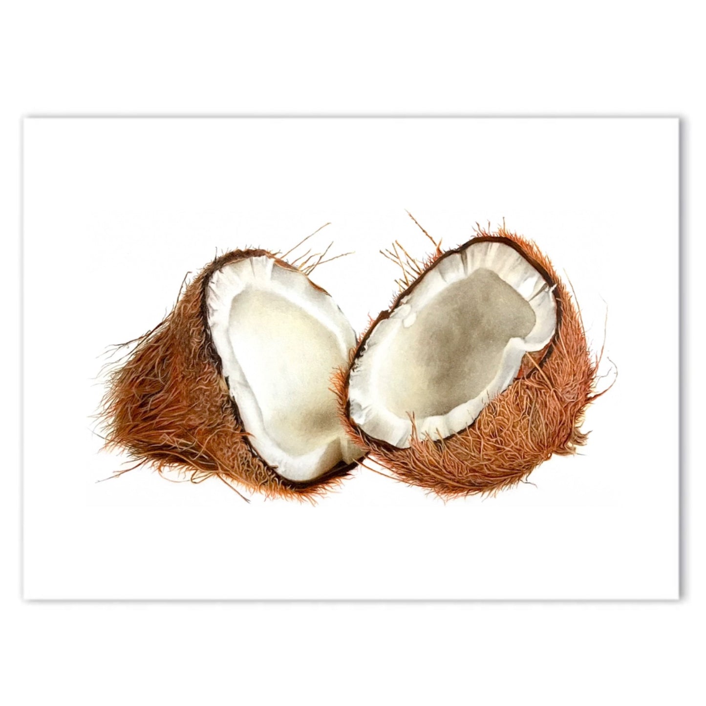 Coconut Print