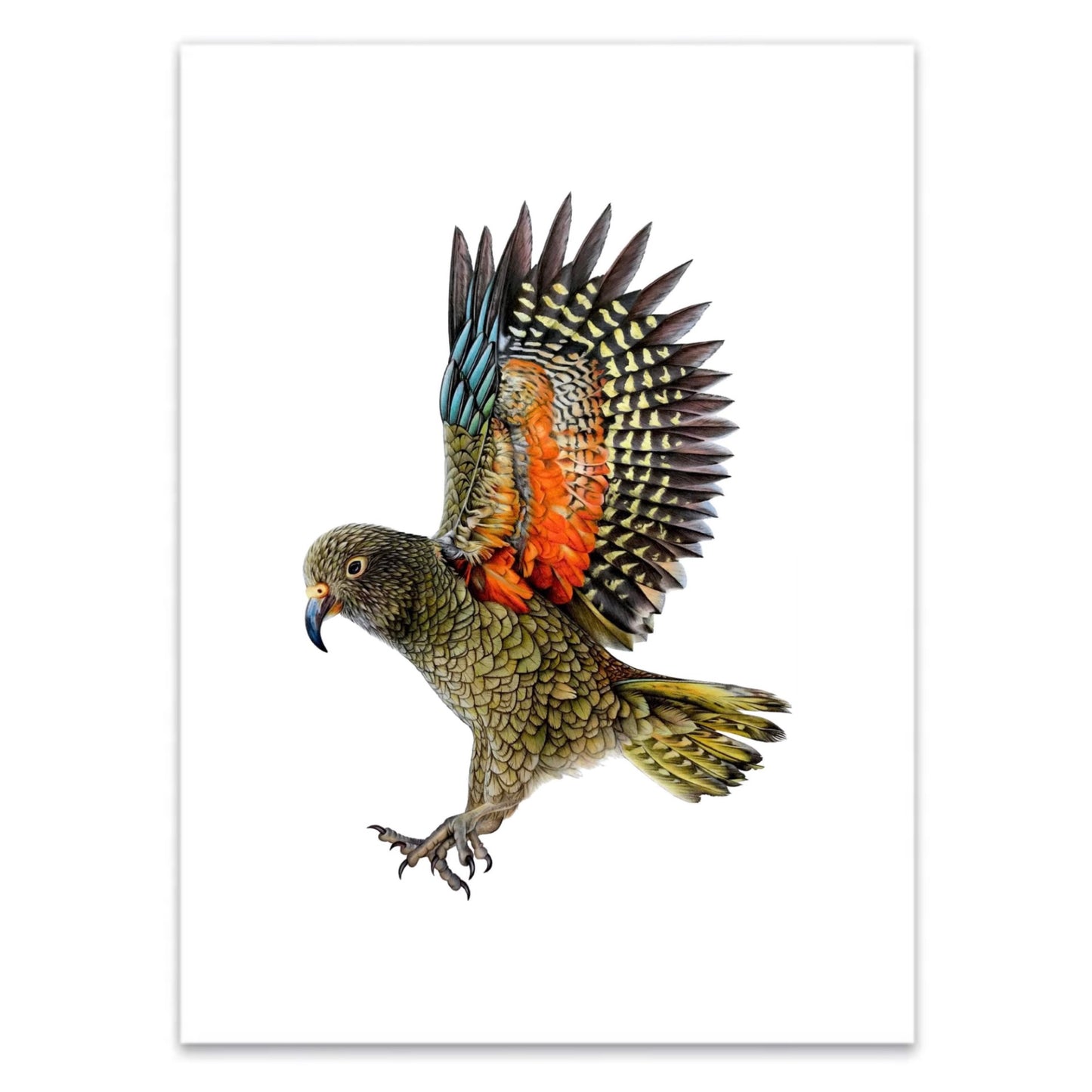 Kea Print