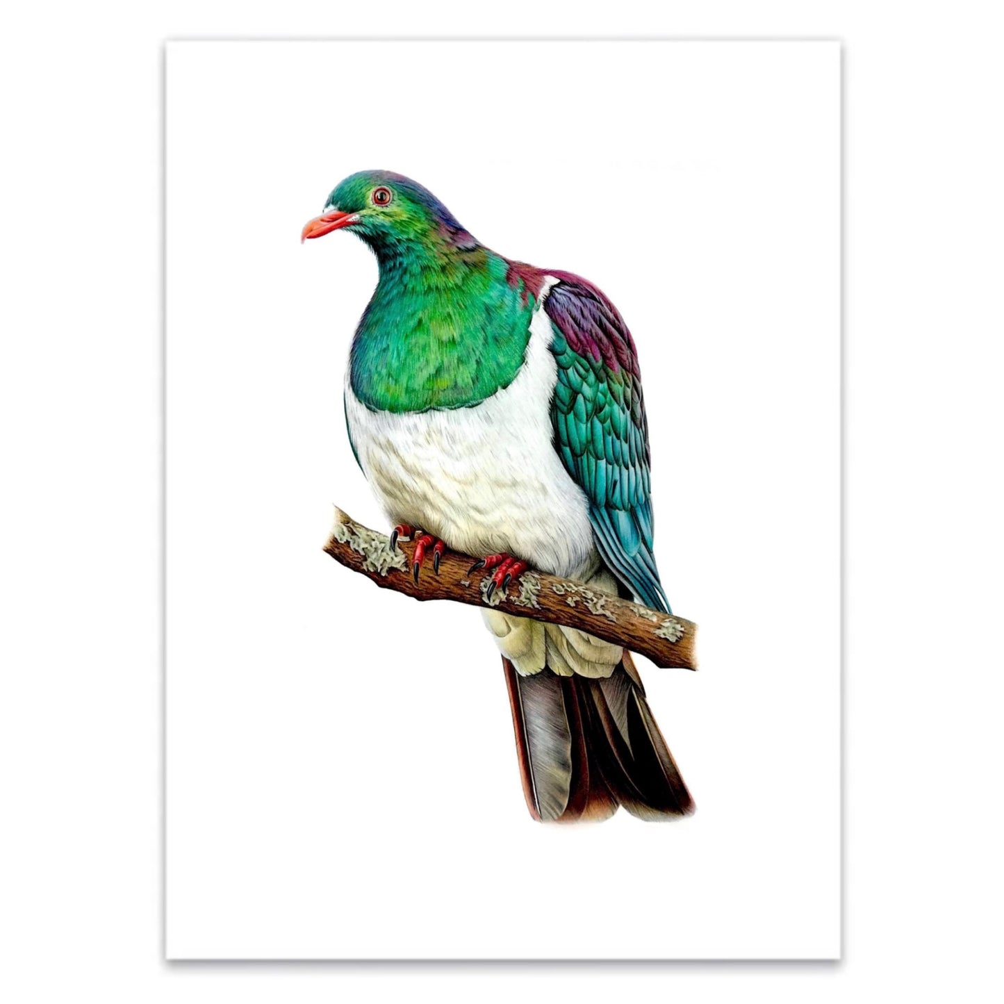 Kereru Print