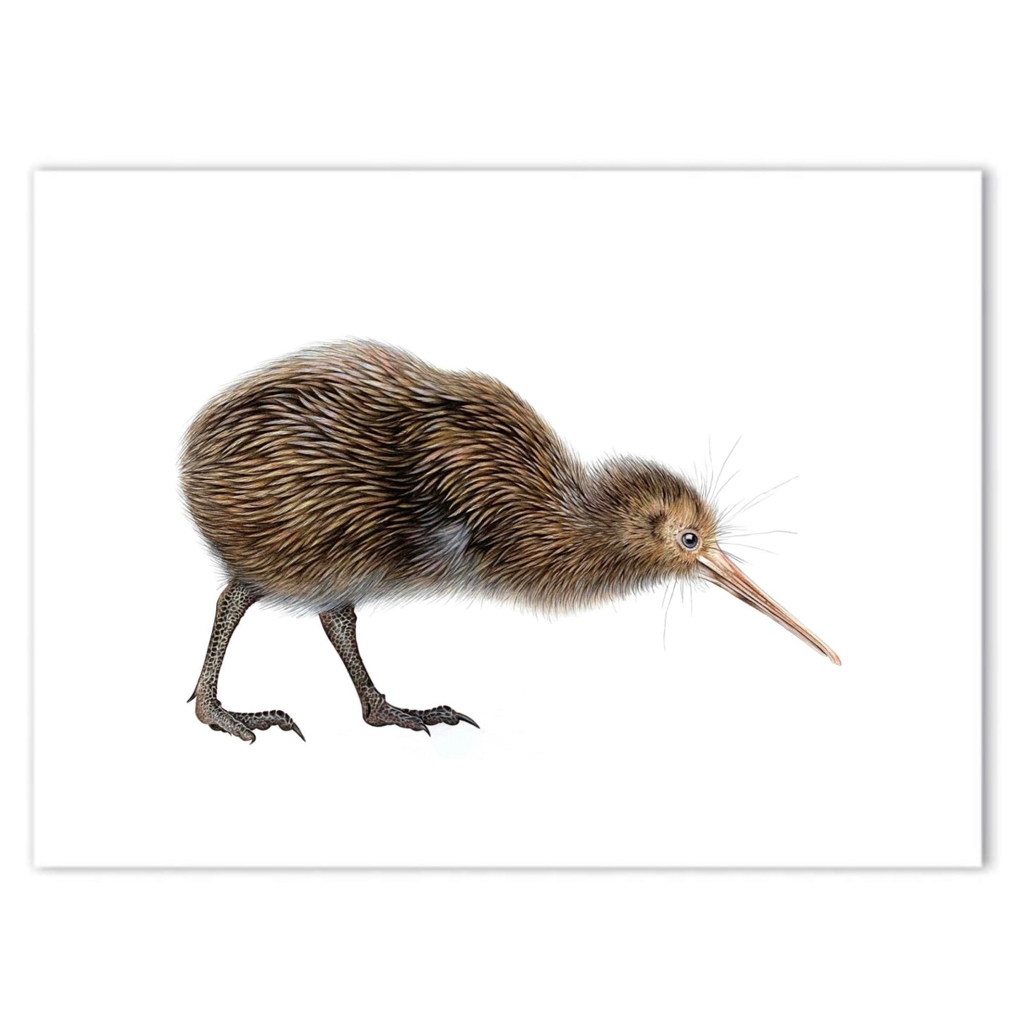 Kiwi Print