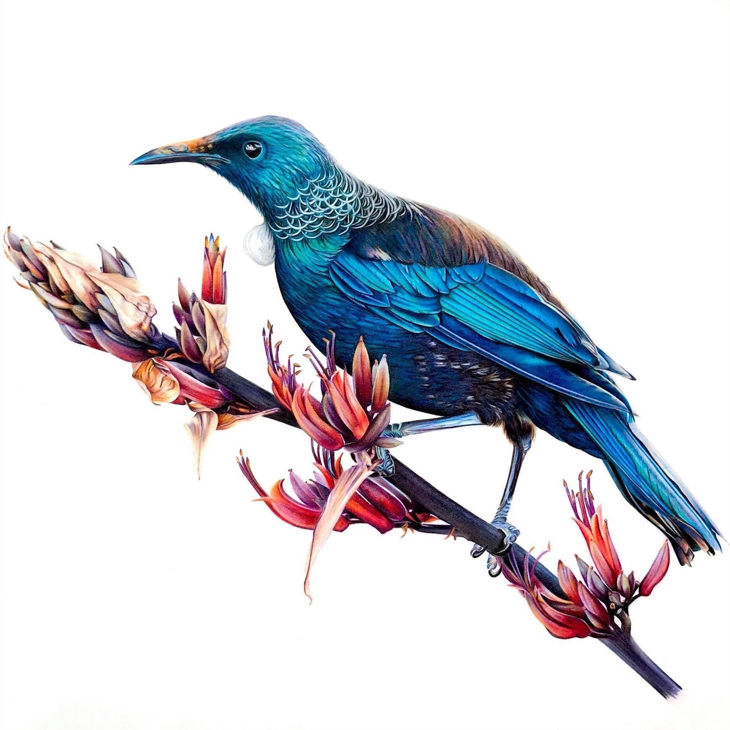 Native Bird Prints