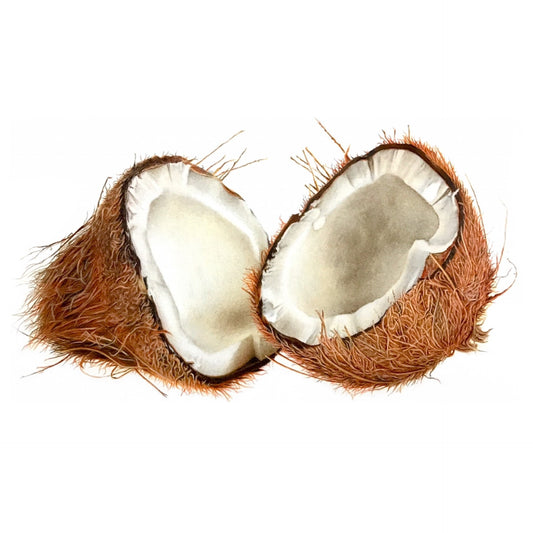 Coconut Print