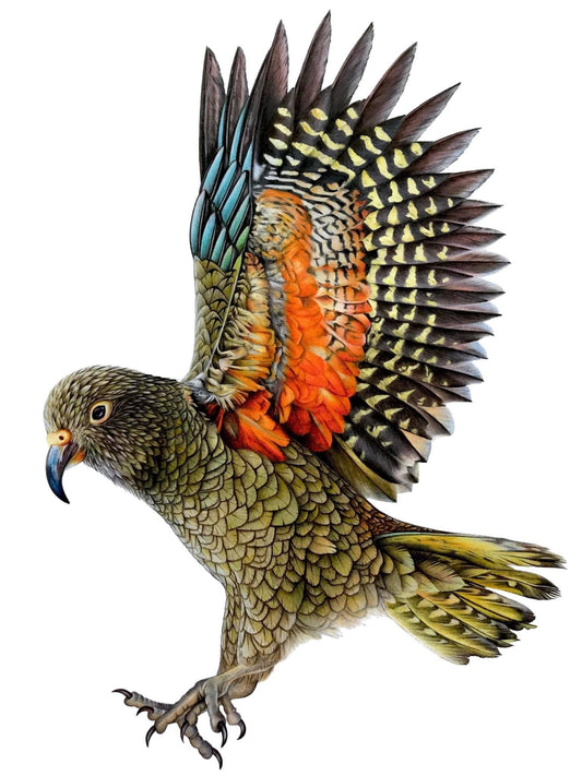 Kea Print